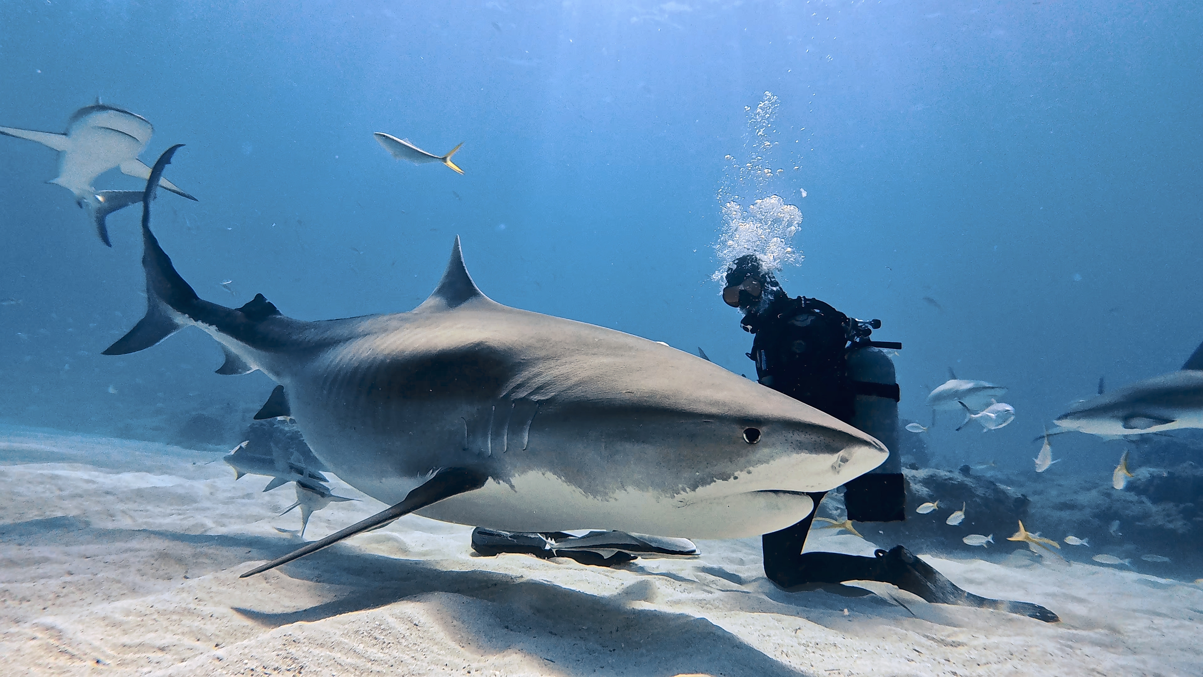 Filming tiger sharks with Insta360 Ace Pro.